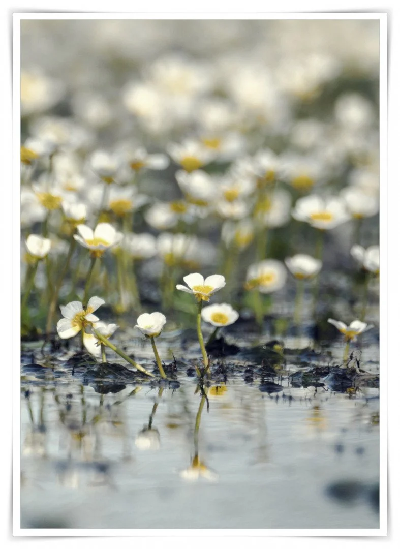 Petites-Fleurs-detier.jpg