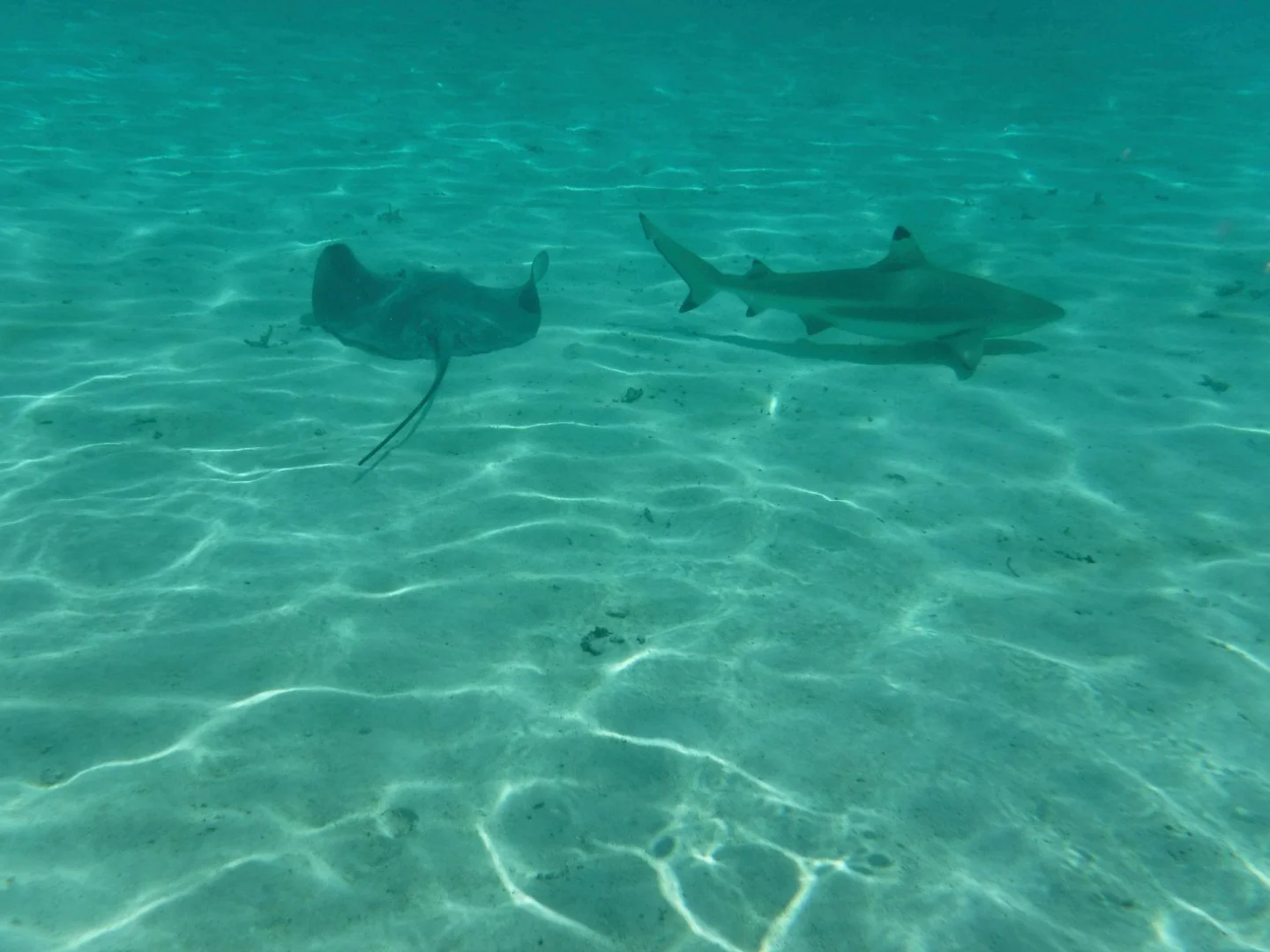 HM-Requin-pointe-noir-Raie-Pastenague-Mod-5mm-S-Vit250s-f6.2-ISO-100-Moorea-DSCF1955_01.JPGDSCF2159_01.jpg