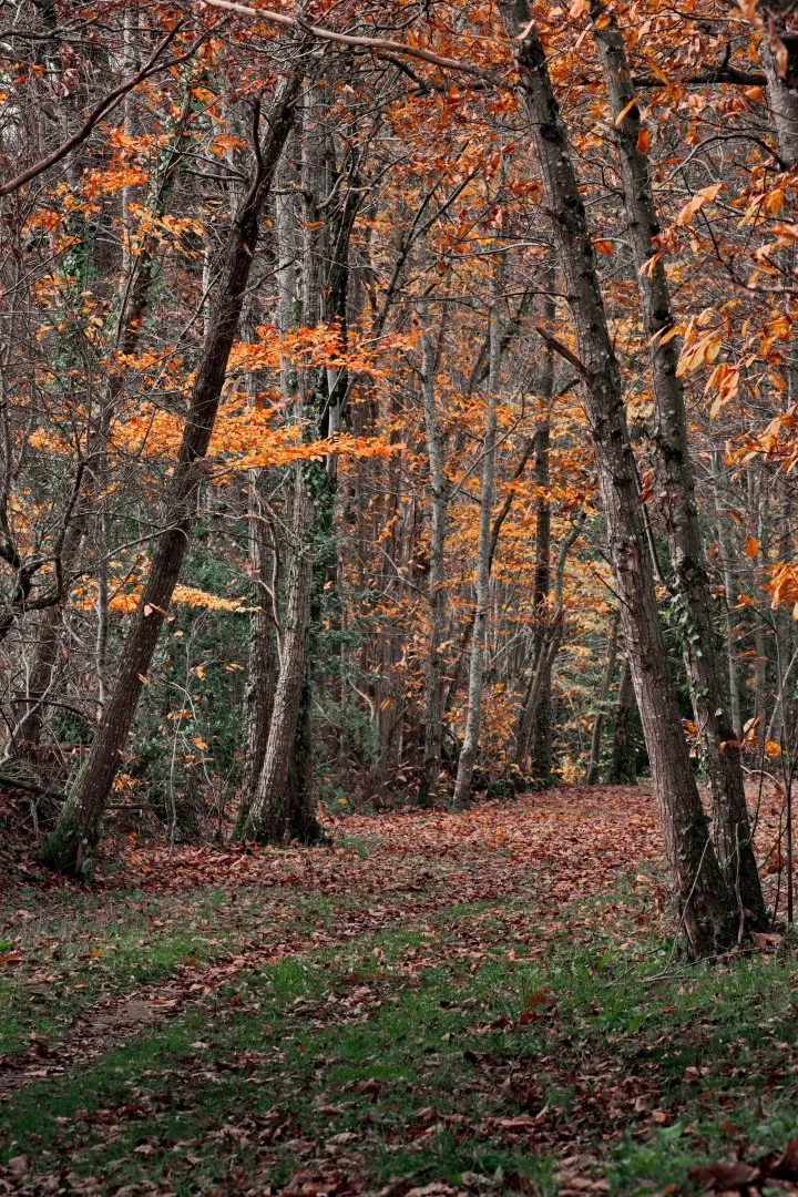Sous-bois-flamboyant.jpg