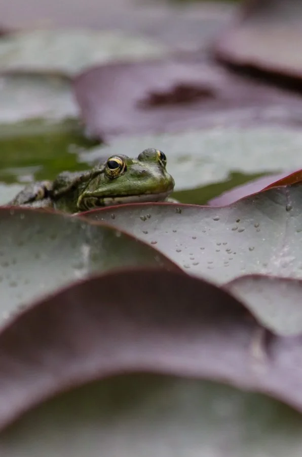 grenouille.jpg