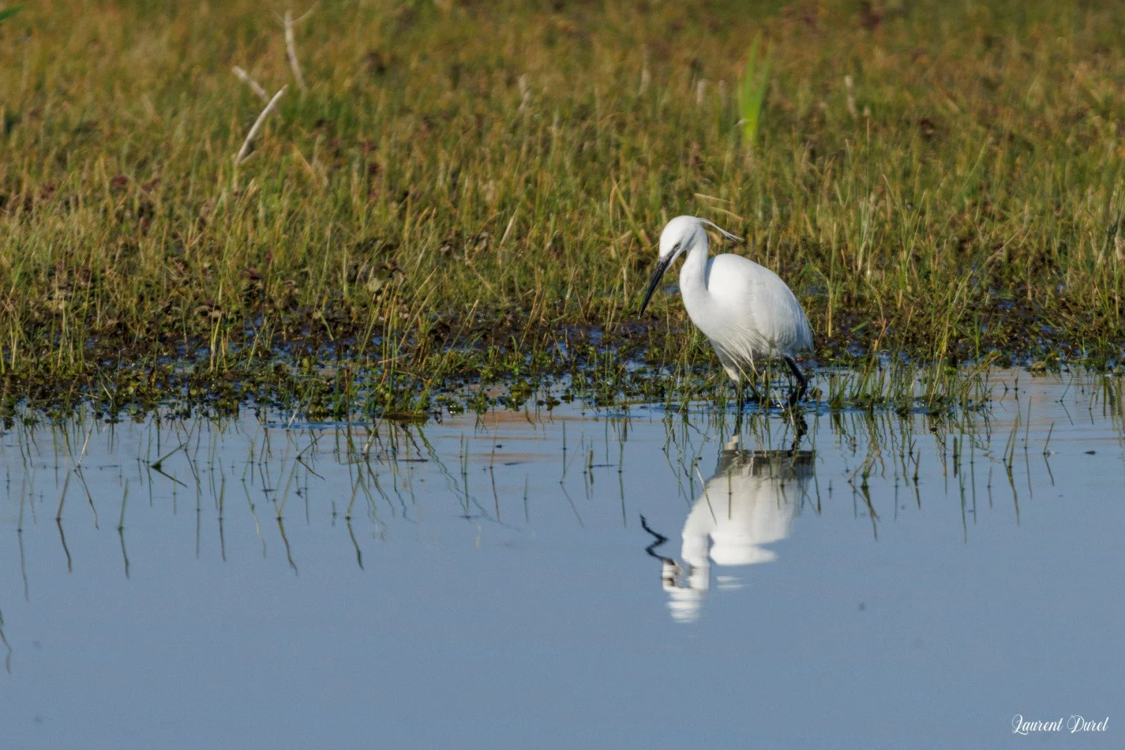 Aigrette-garzette-1S6A3820-jpeg.jpg