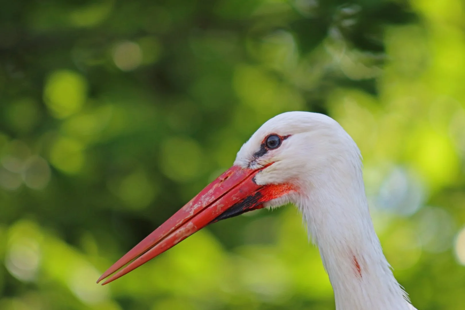 11-LD-05-22-Cigogne.jpg