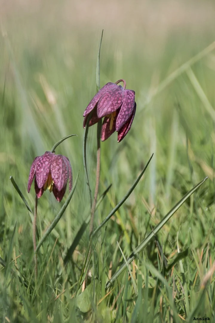 Fritillaires_avril_2021_02.jpg