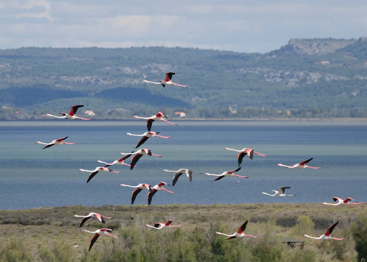 JV-OCT-2025Flamands-rose-Sigean-P9250263_DxO.jpg