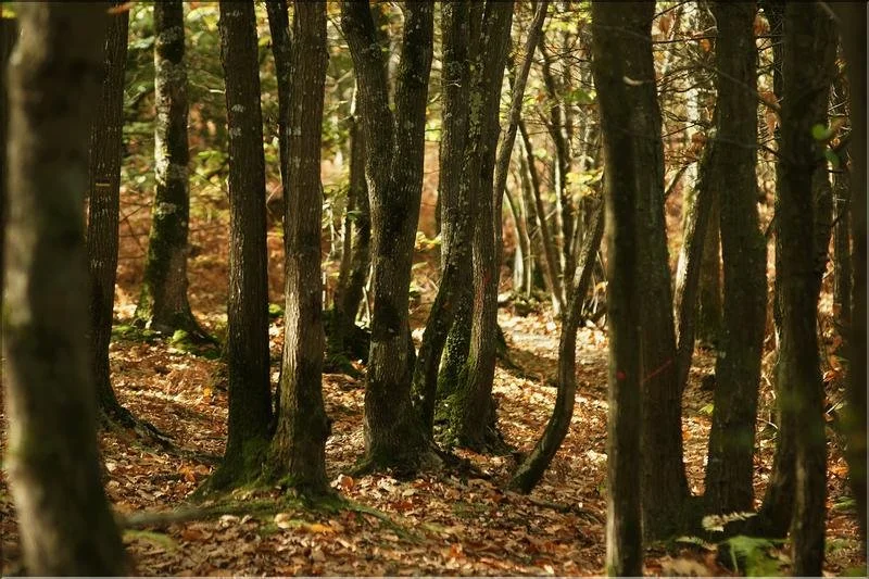 Automne