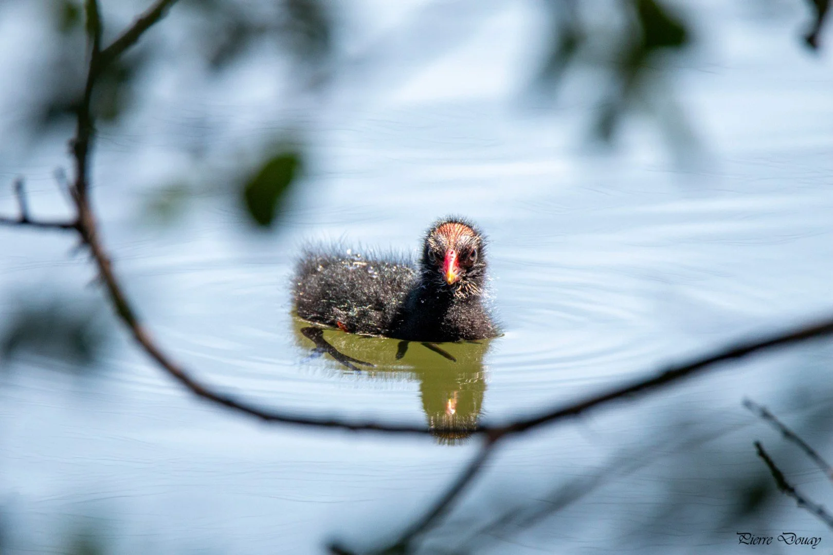 P-D-05-25-Bebe-poule-deau-10.jpg