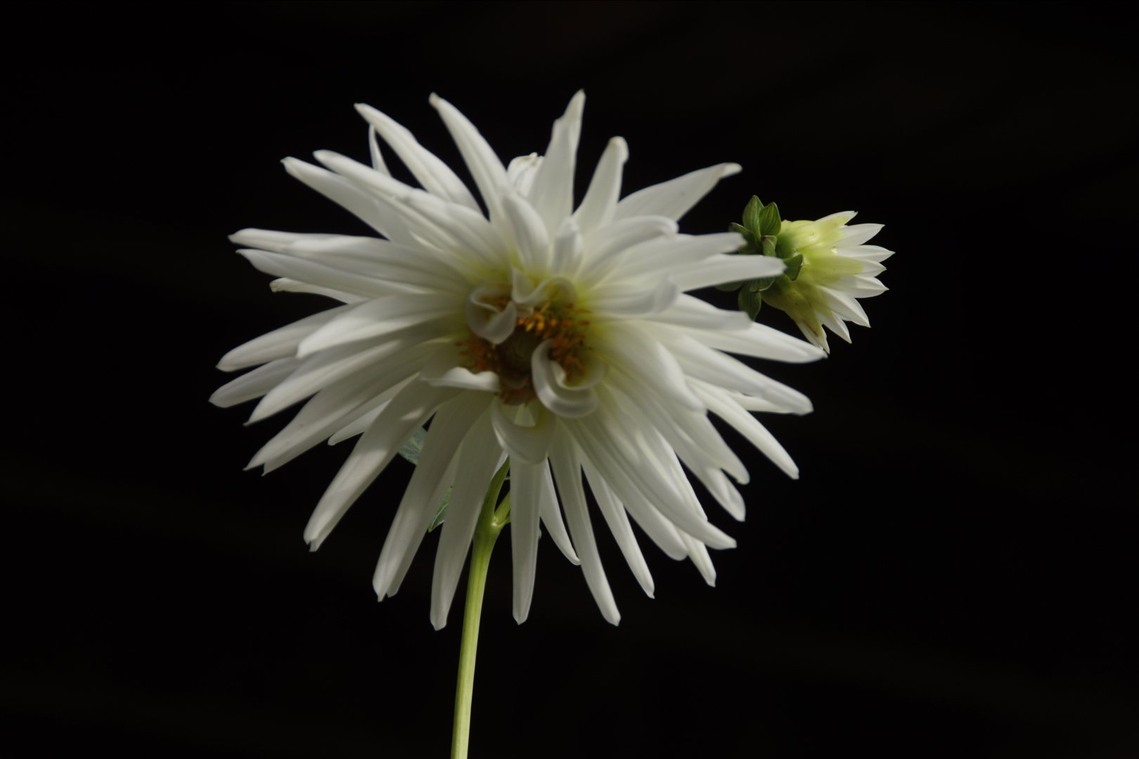 Dahlia.jpg