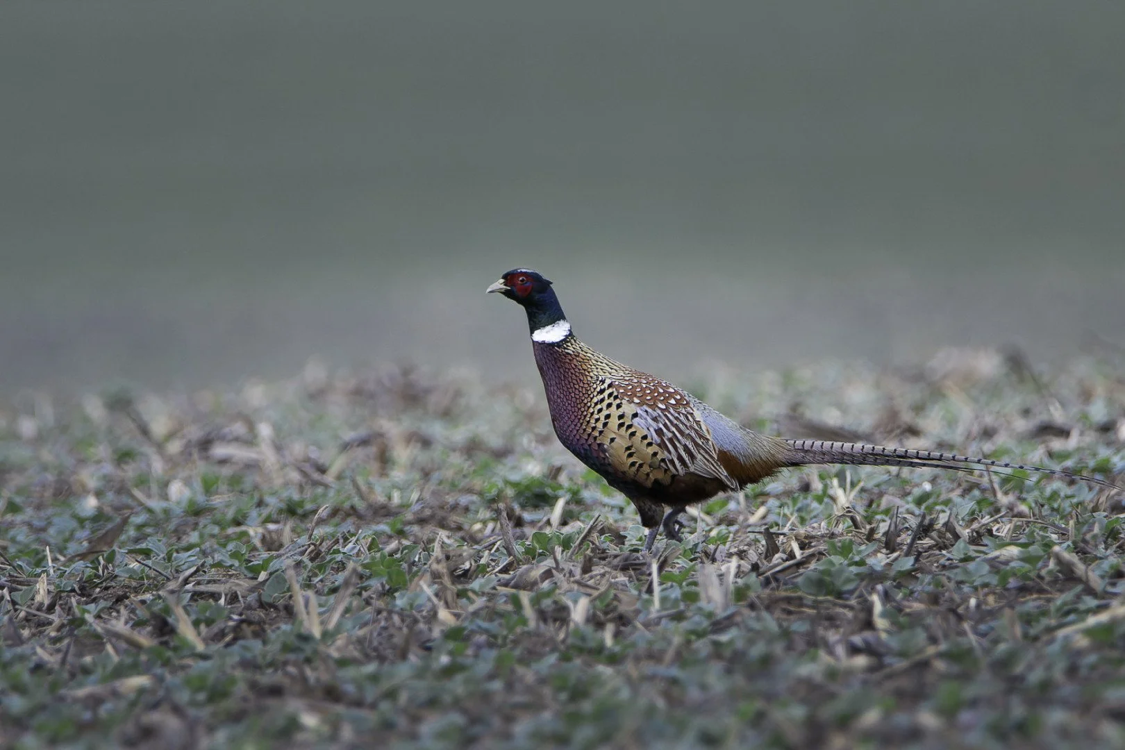 pf_01_22-1_250s-f6_3-600mm-ISO500-faisan2.jpg
