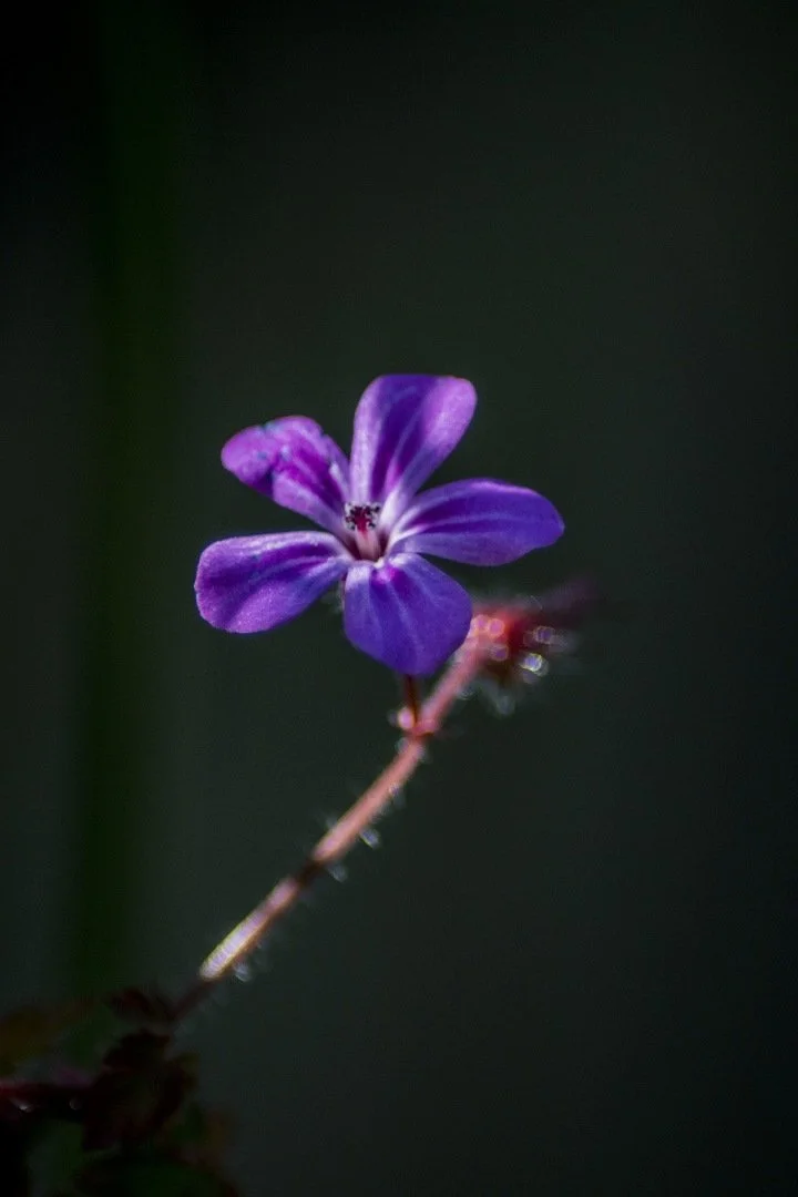 Le-Géranium-Herbe-à-Robert.jpg