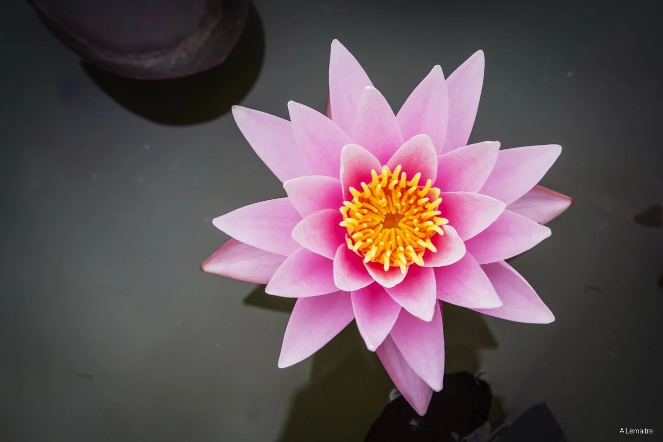 12-Fleur-de-Nénuphar.jpg