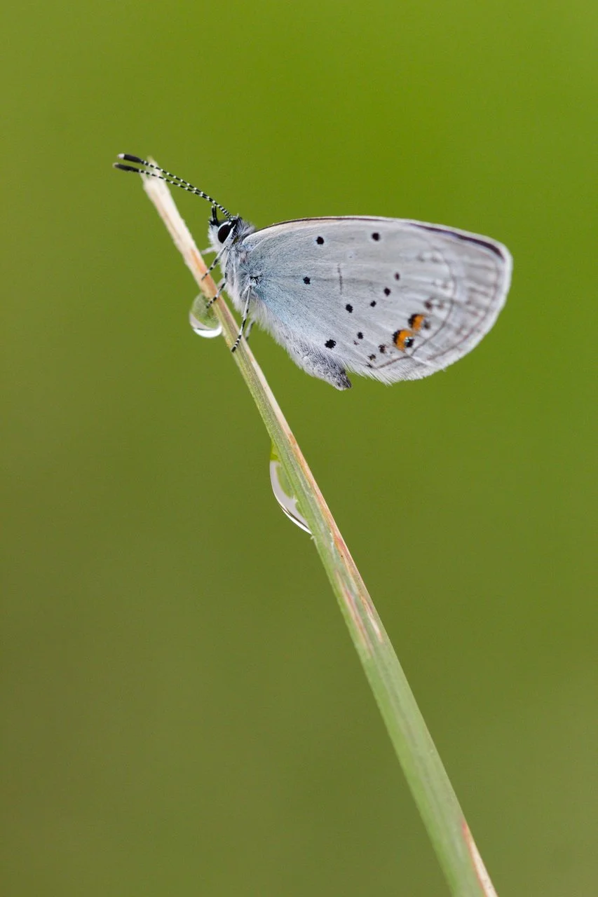 2-azure-du-trefle.jpg