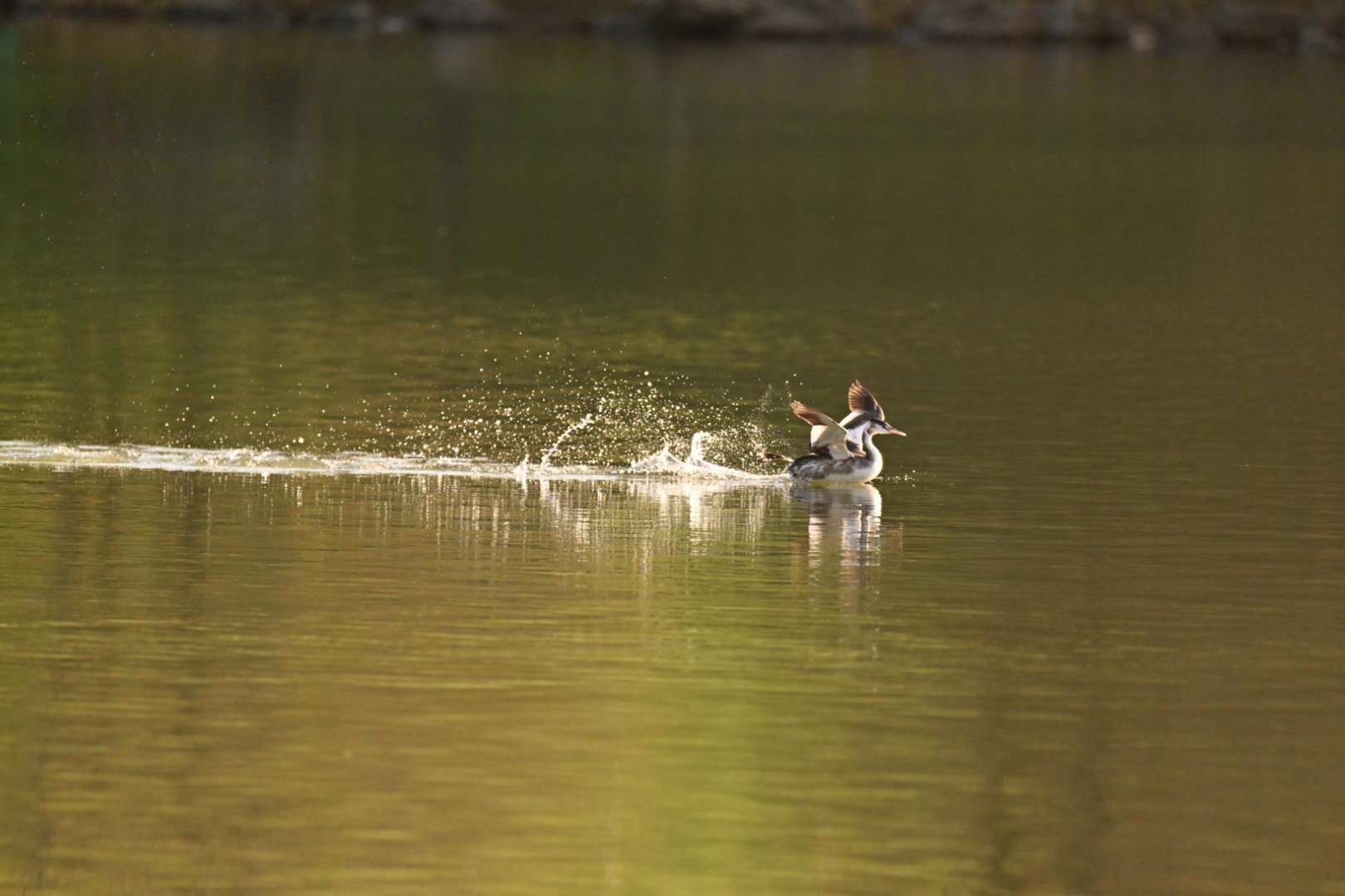 HM-Grebe-huppe-Mod-600mm-S-Vit3200s-f6.3-ISO2500-Change-DSC_6982_2.jpg