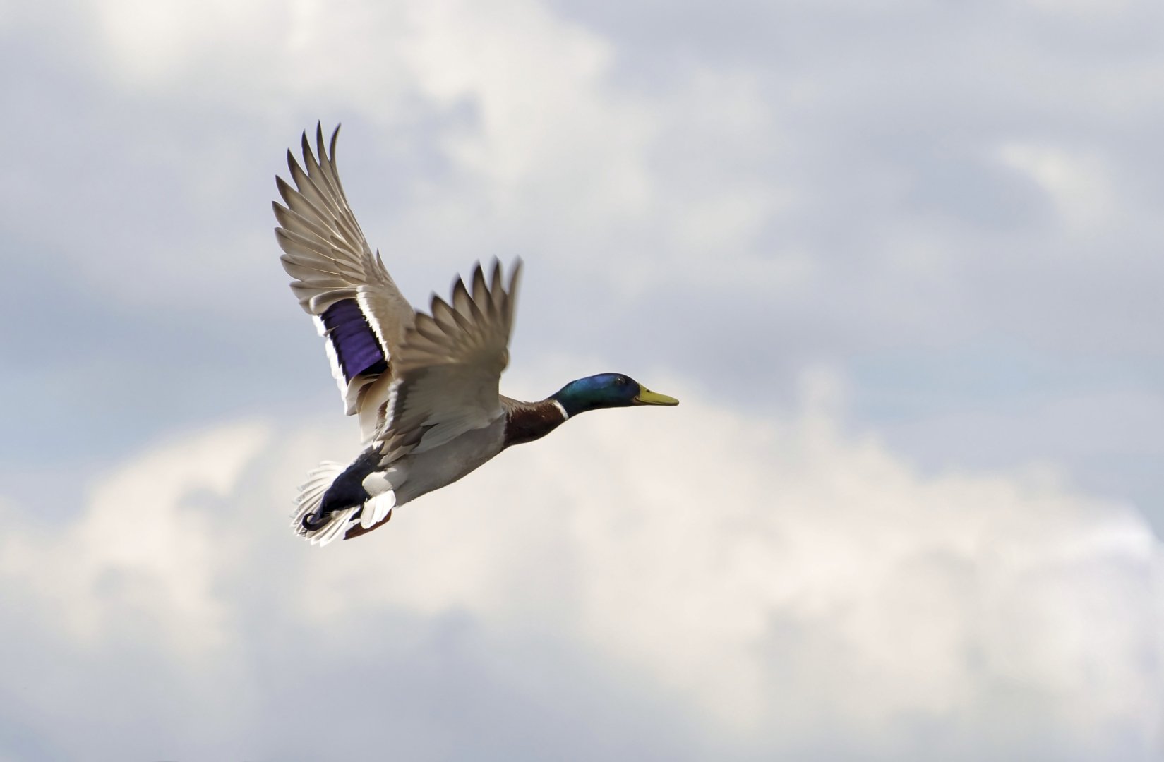 Nelly-Canard.jpg