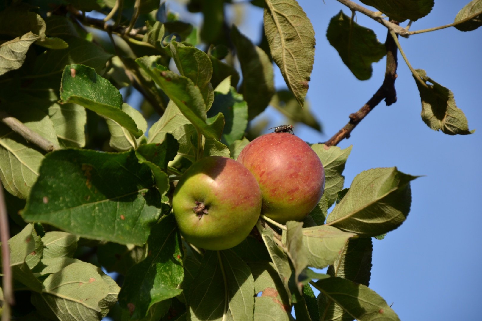 Fruits-dautomne.jpg