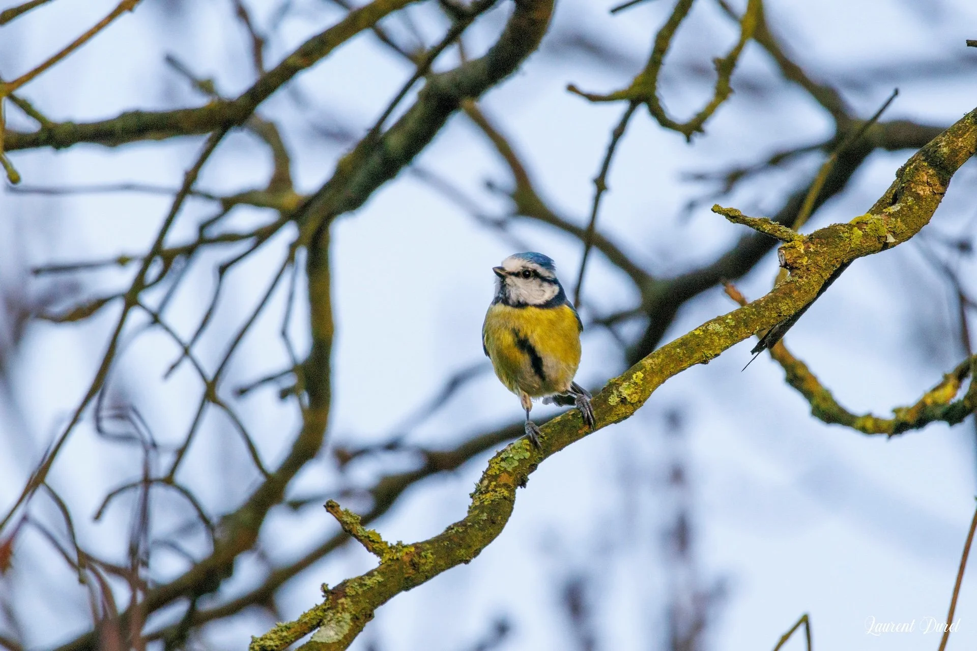 02-26-Mésange bleue.jpg