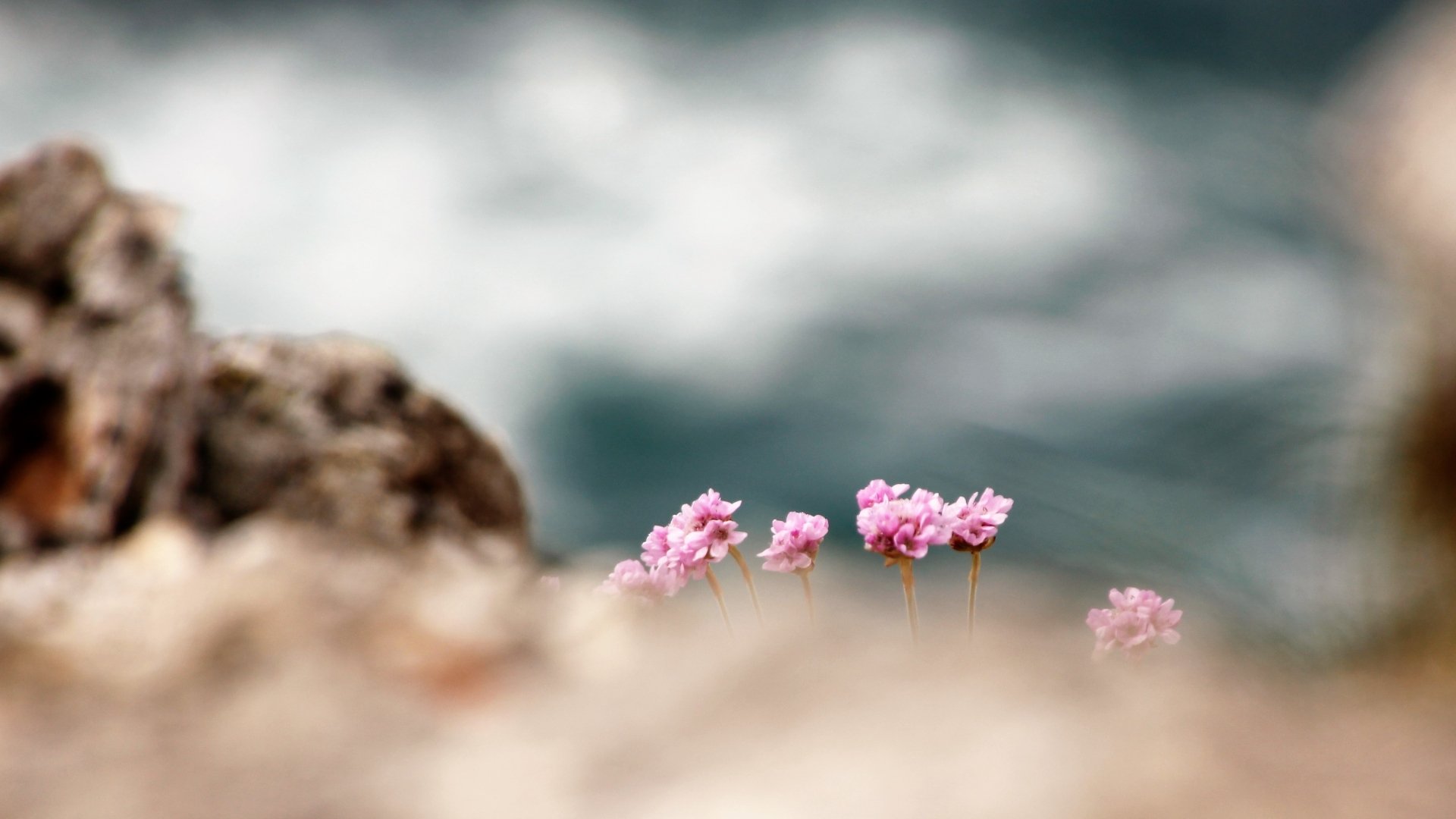 Armeria-maritima.jpg