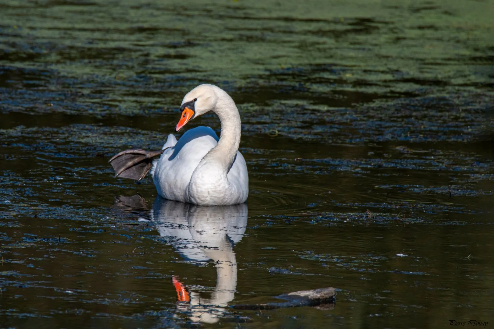 10-25-P-D-Cygne7.jpg