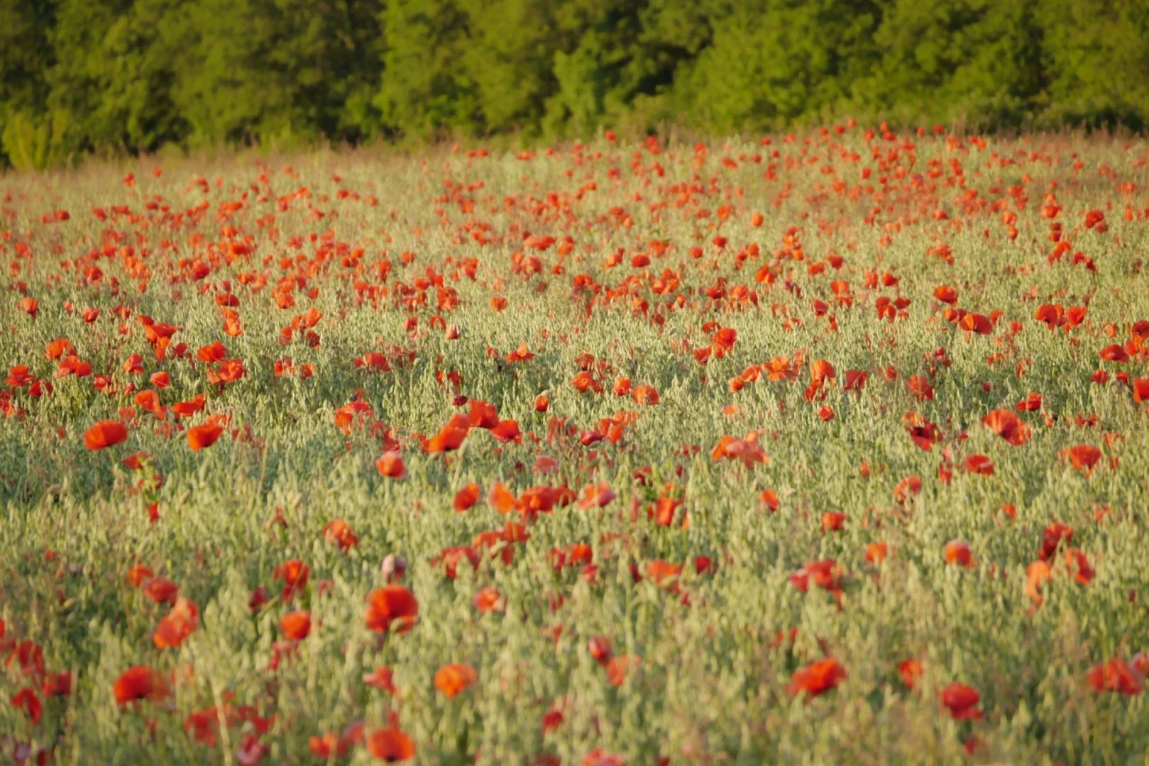 coquelicots.jpg