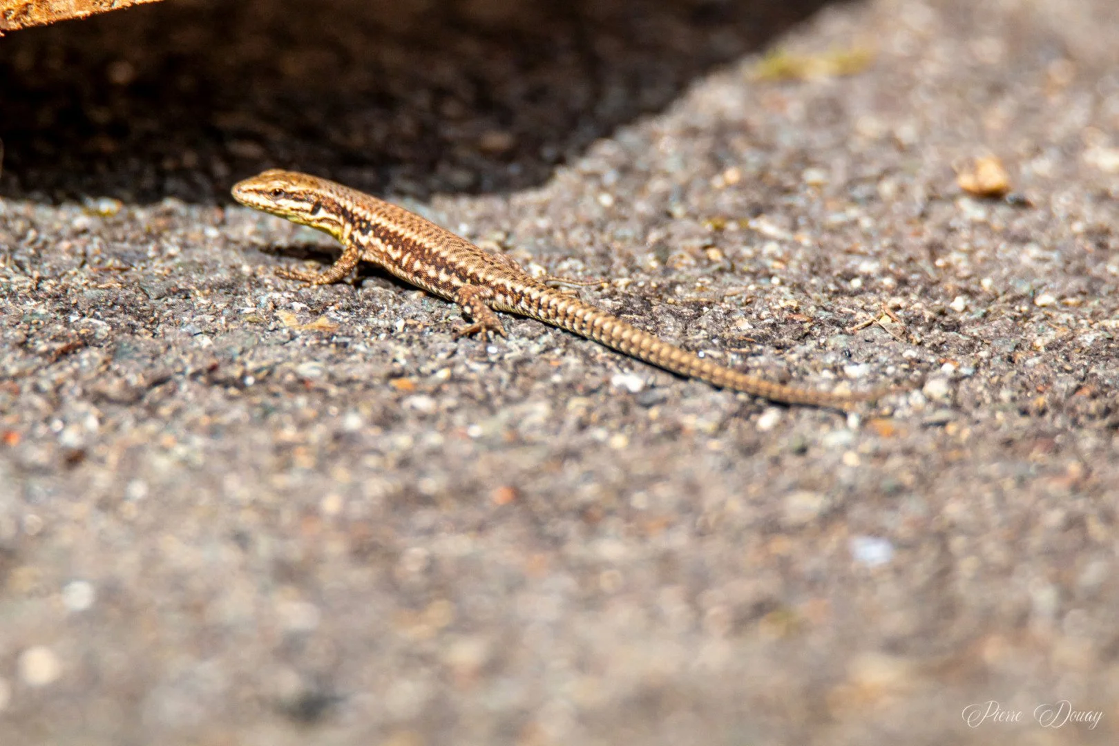 P-D-04-25-5-Lezard.jpg