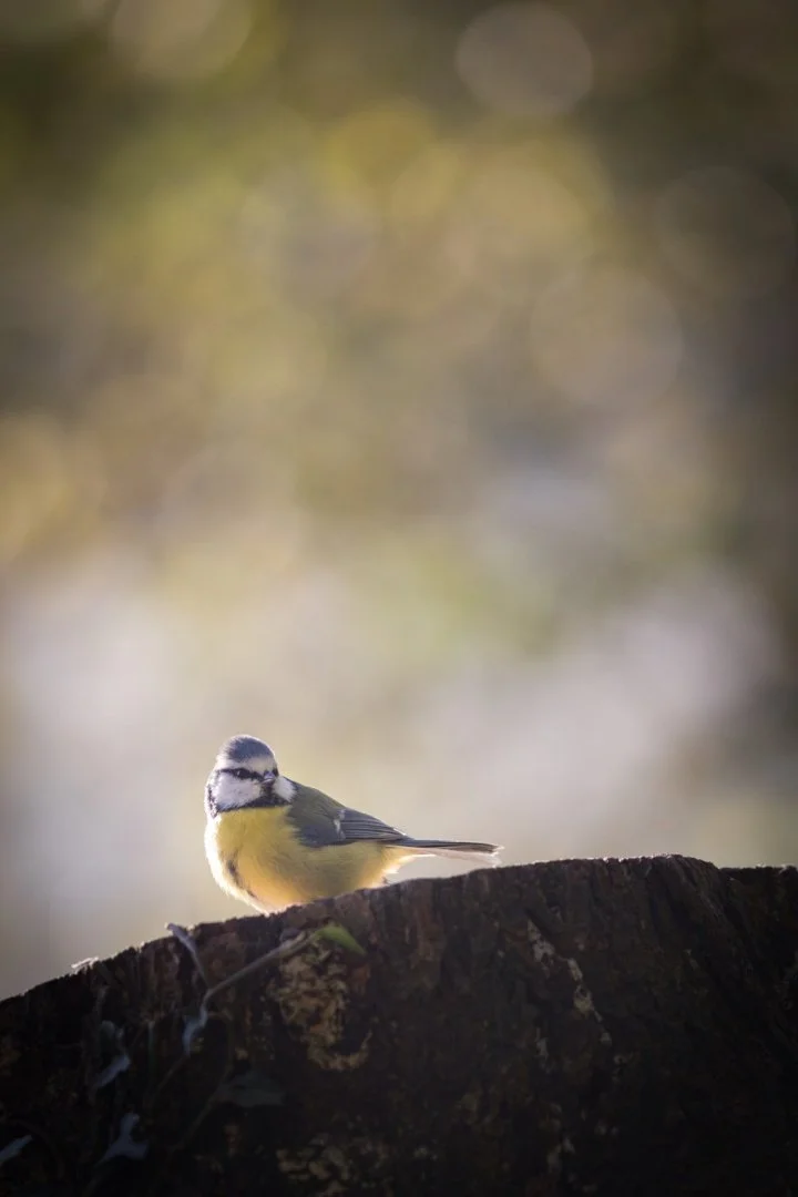 Mésange-bleue.jpg