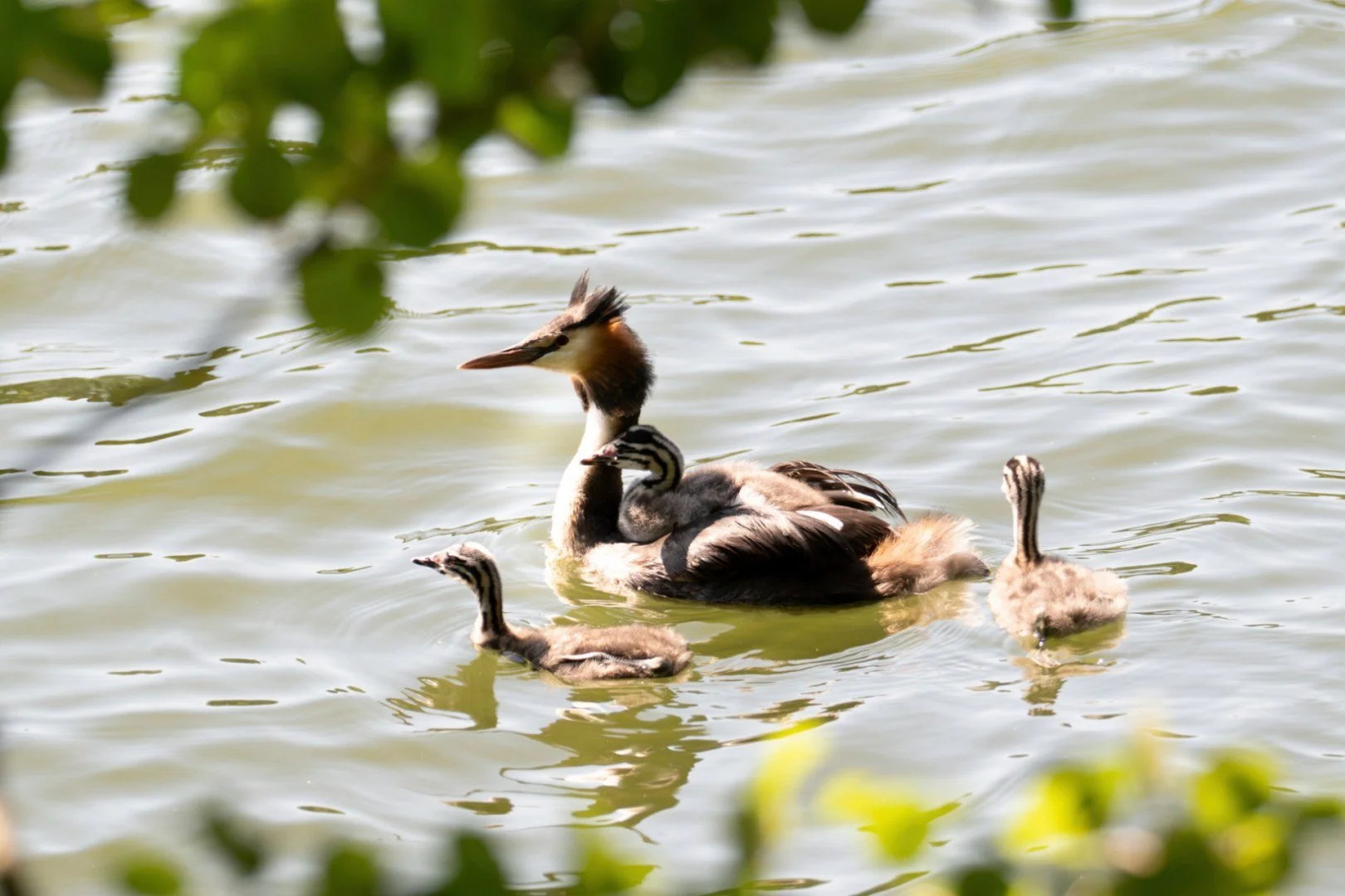 HM-Grebe-huppe-Mod-340mm-S-Vit1600s-f6-ISO640-Change-DSC_3863-Enhanced-NR_01.jpg