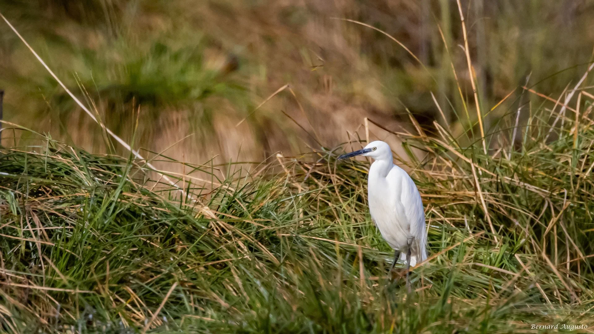 BA-02-12-24-Une-aigrette_2.jpg