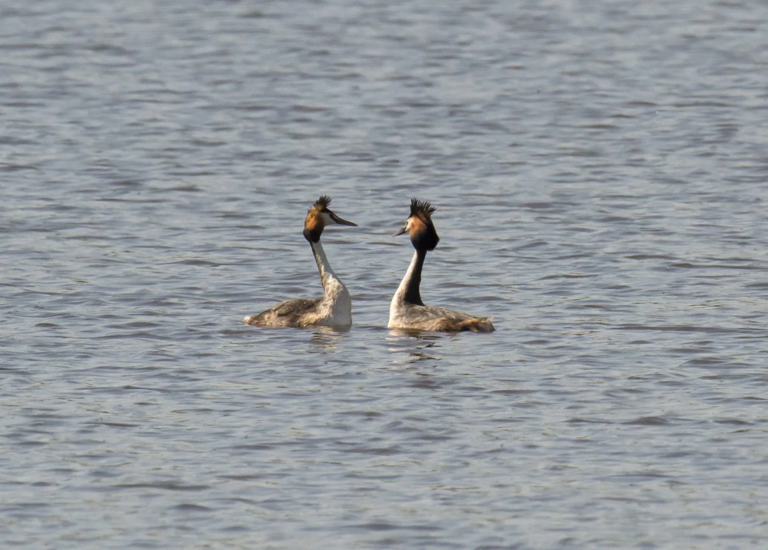 Grebes_Huppees_05_F8_1-2500sec_800Iso_400mm_1.jpg
