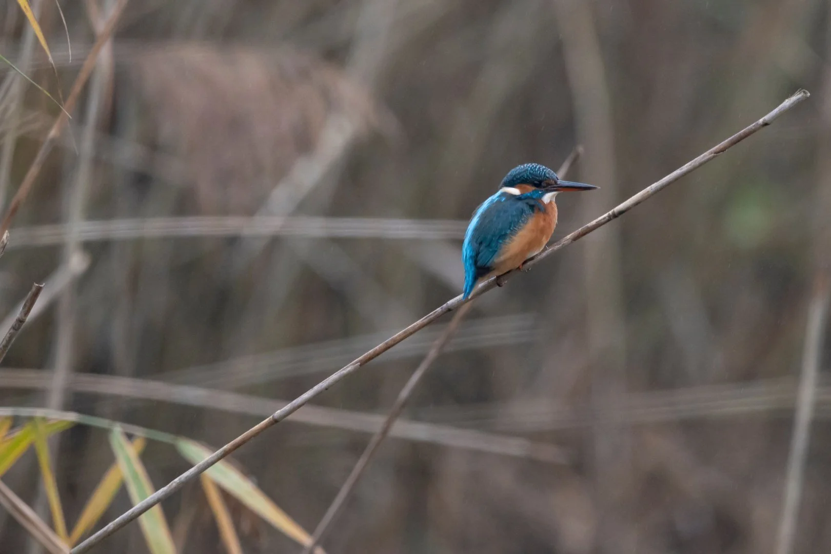 BH112024-6-martin-pecheur.jpg