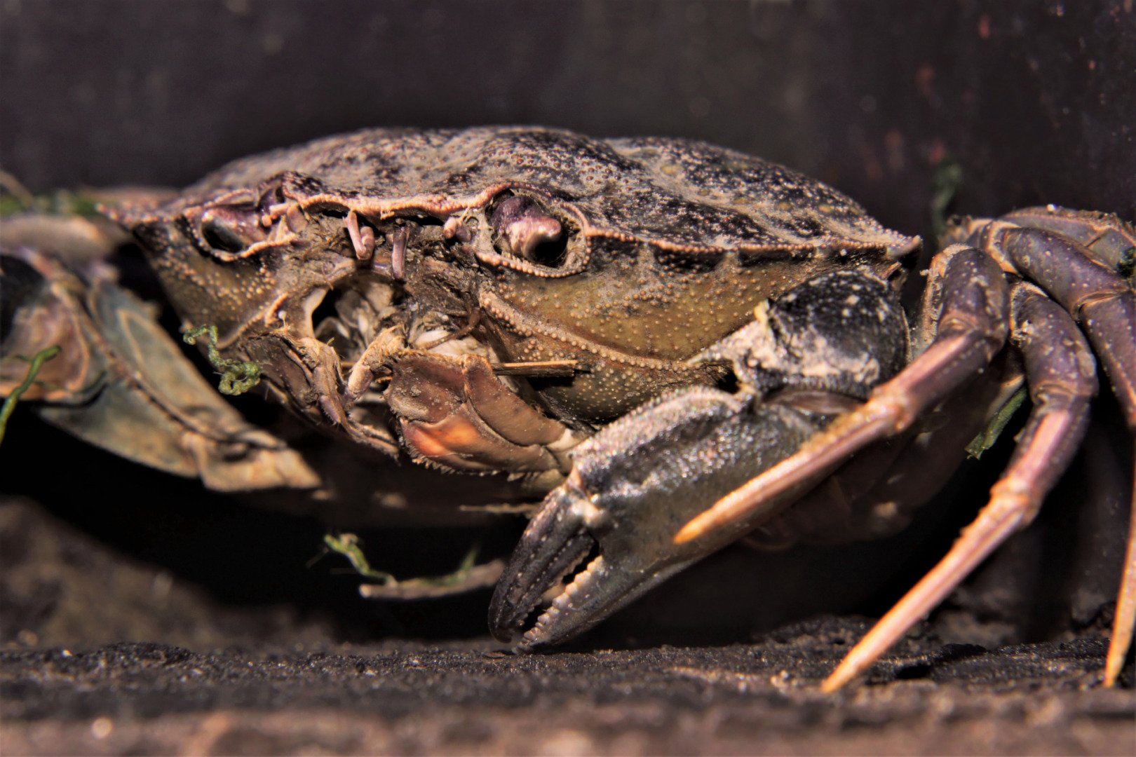 Le-crabe-au-cure-dent.jpg