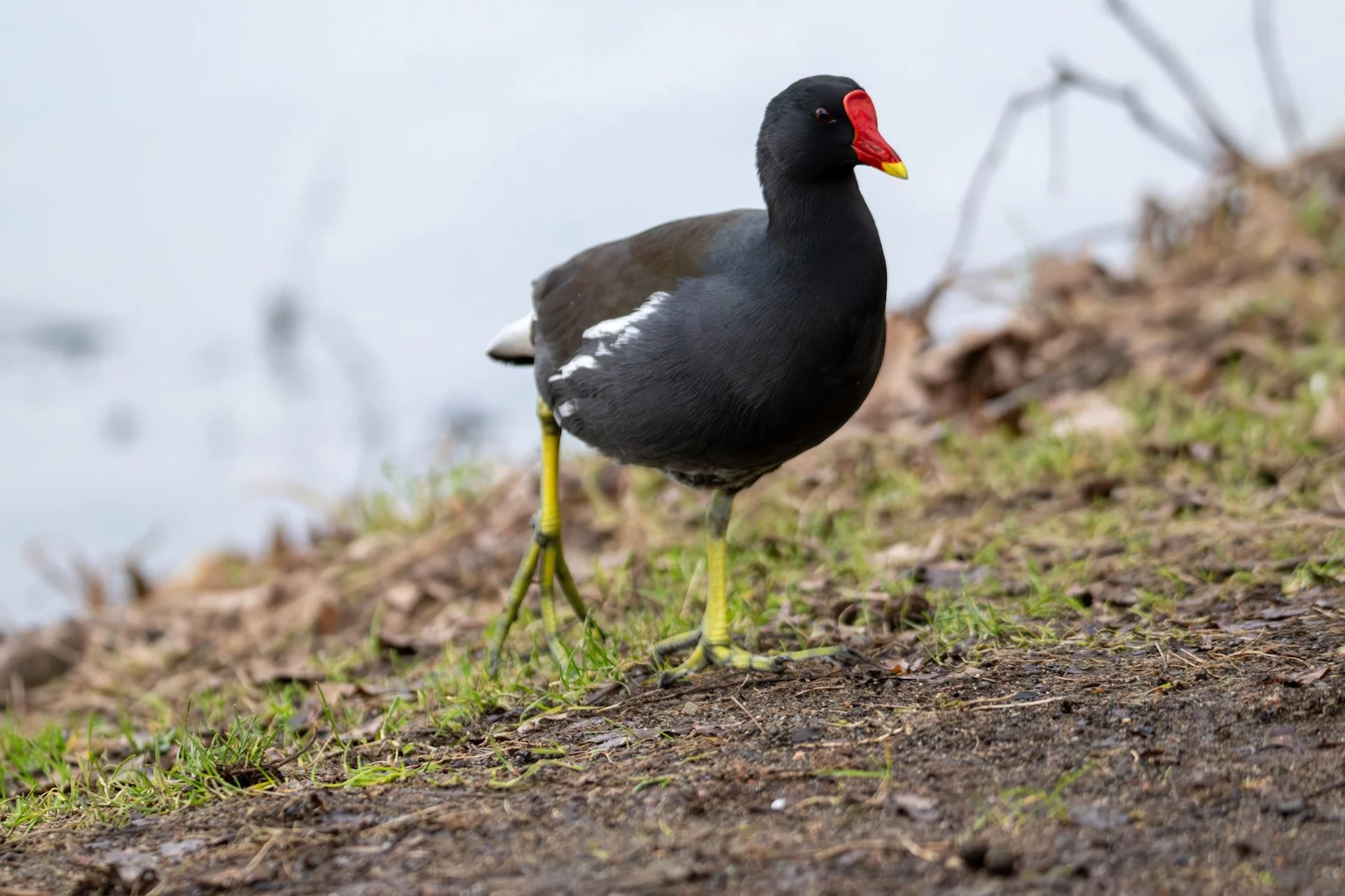 01-26-HM-Gallinule poule-d'eau Mod 180mm S- Vit2500s- f5- ISO2800 -Changé-DSC_7365.JPG