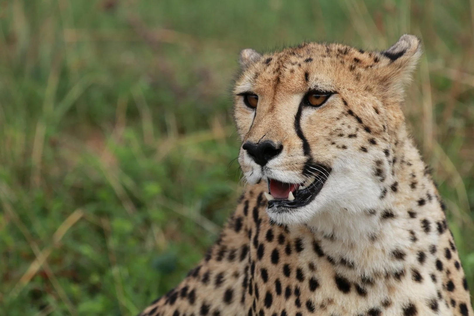 Guepard.jpg