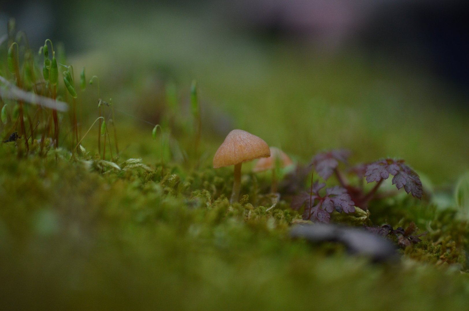 Champignons-Miniatures.JPG