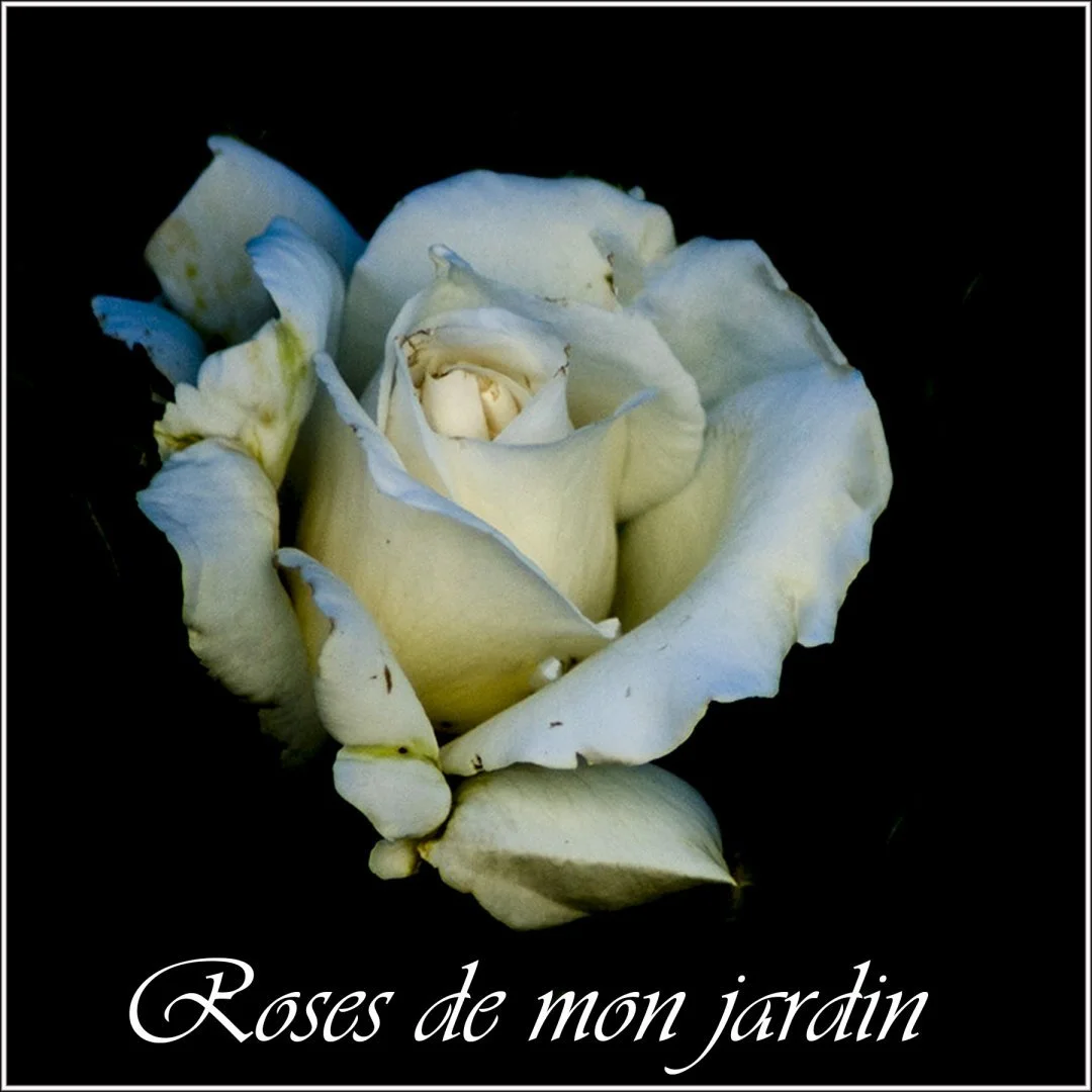 Roses-1.jpg
