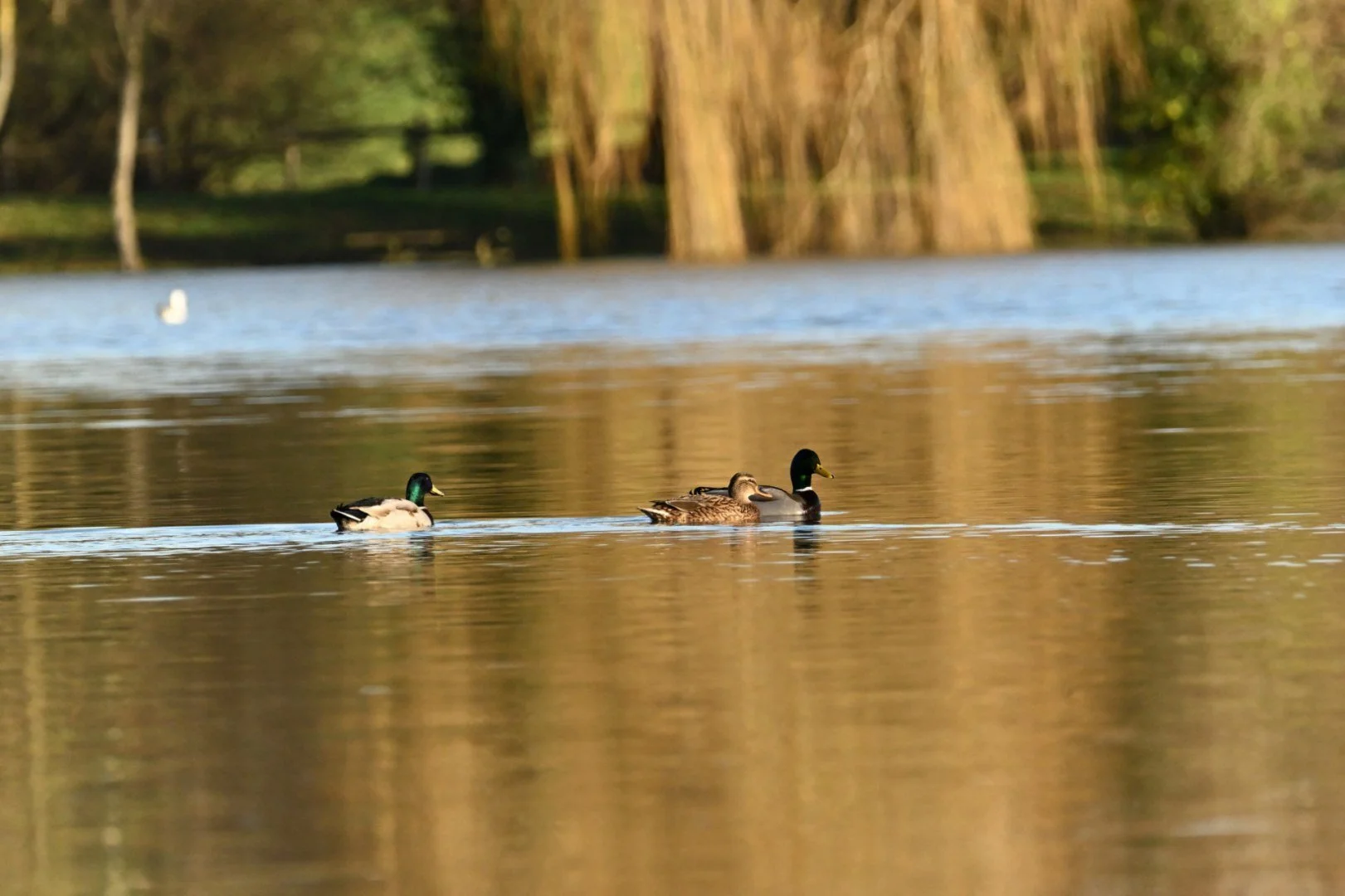 HM-Canard-colvert-Mod-340mm-S-Vit4000s-f6-ISO2000-Change-DSC_7678.jpg
