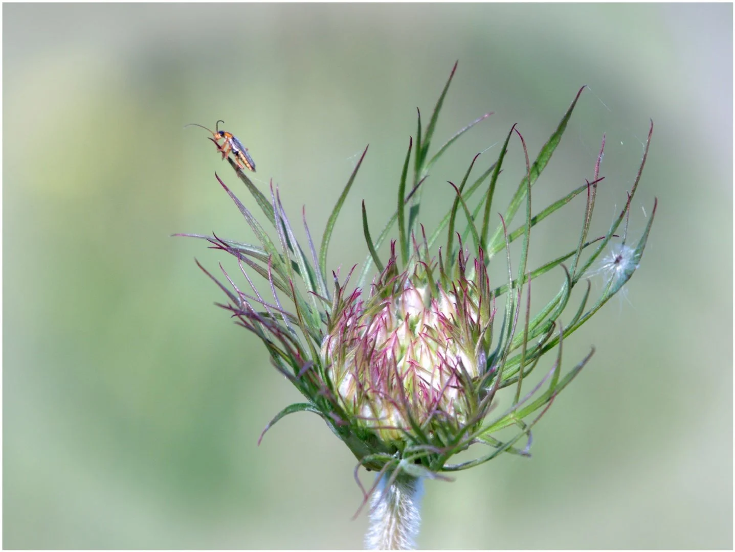 La-nature-est-éternellement-jeune-belle-et-généreuse.jpg