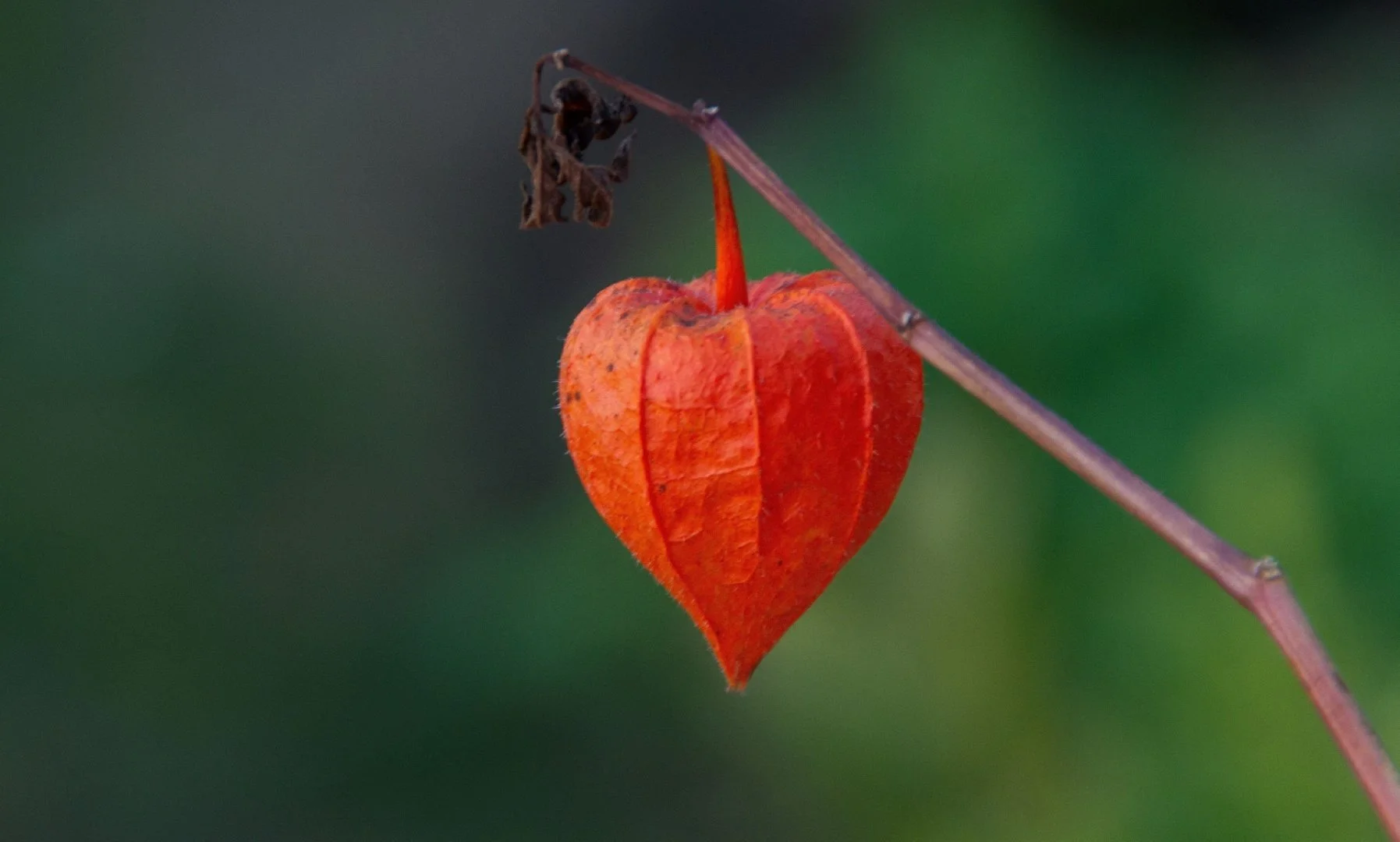PHYSALIS.jpg