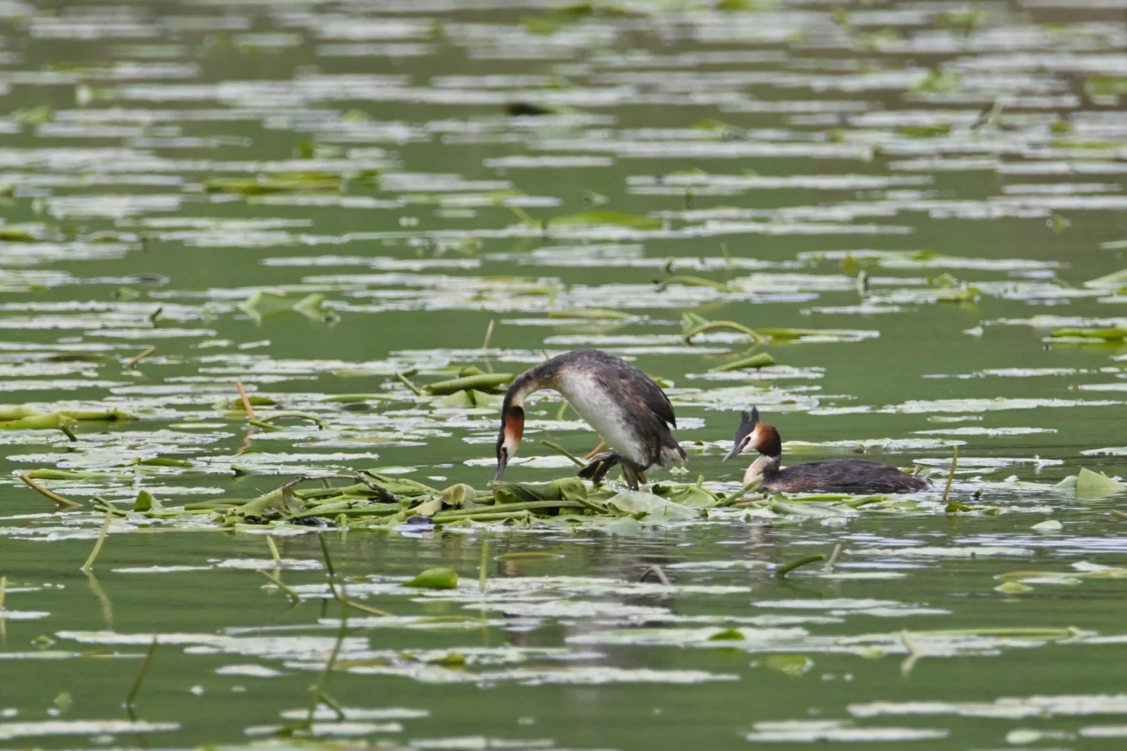 HM-Grebe-huppe-Mod-600mm-S-Vit2000s-f6.3-ISO640-Fontaine-daniel-DSC_1799.JPG