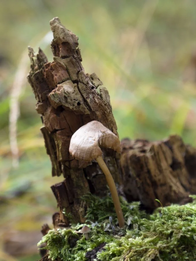 Cache-cache-de-champignons_li.jpg