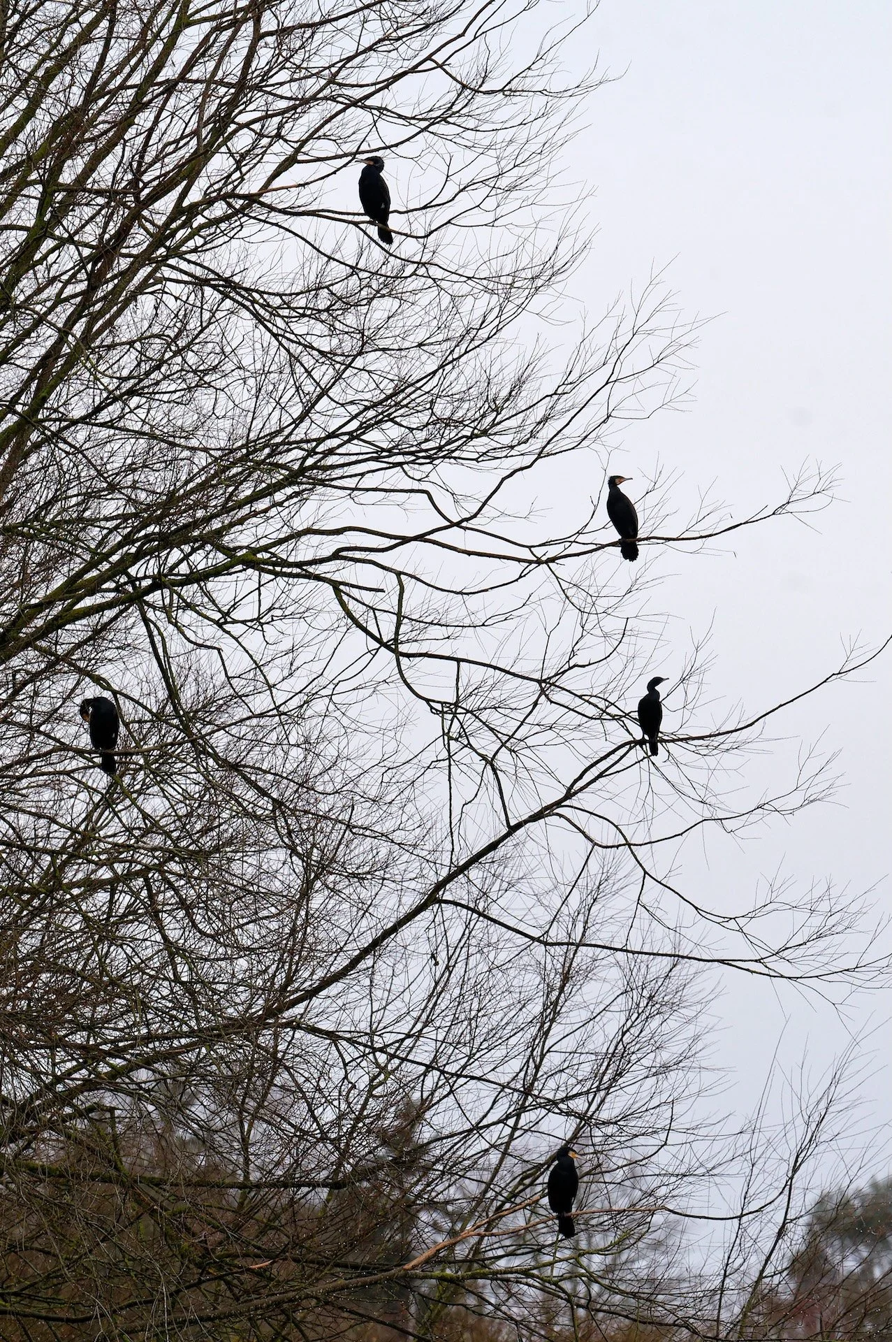 Cormorans.jpg