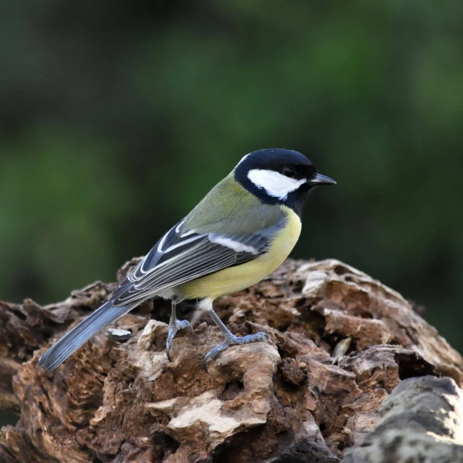mésange-charbonnière.jpg
