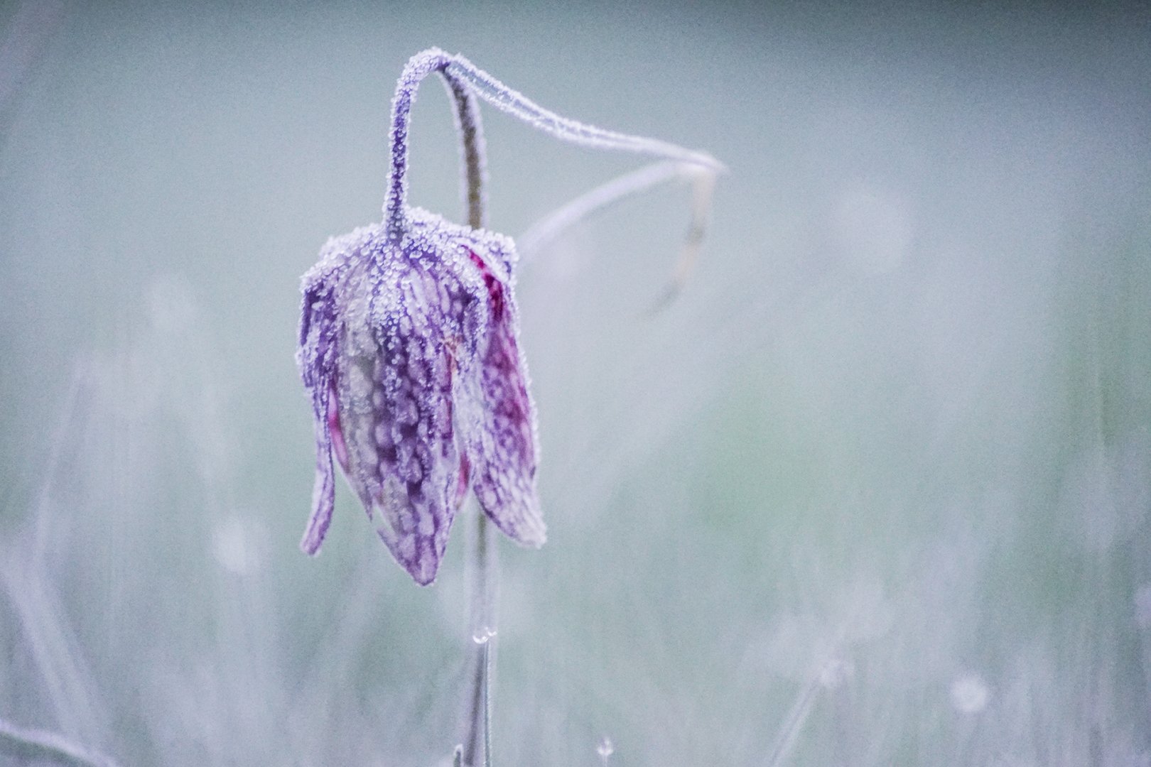 Fritillaires-2019-1.JPG