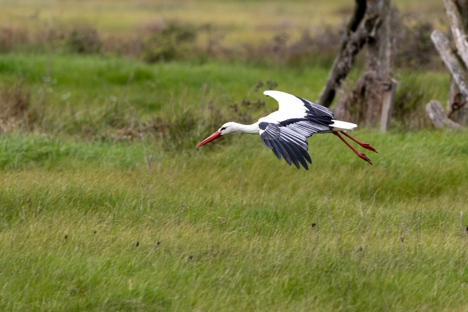 Envol-de-cigogne.jpg