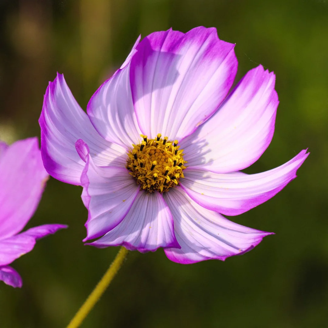 Cosmos.jpg
