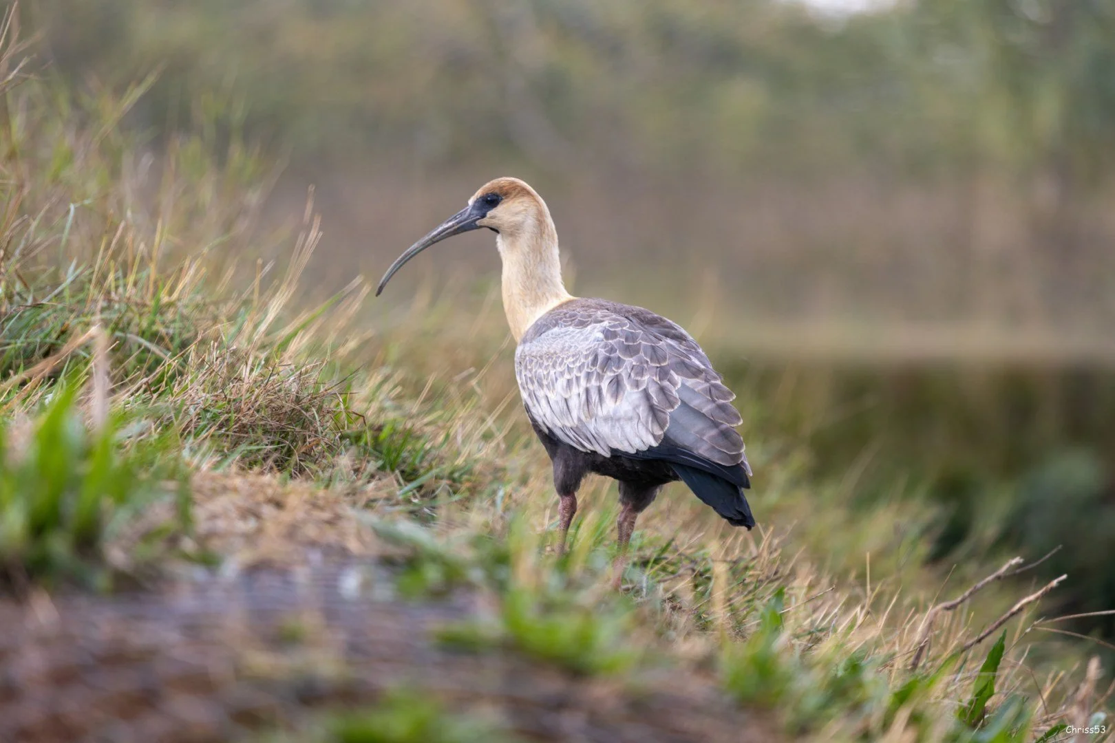 CP-0923-Ibis.jpg