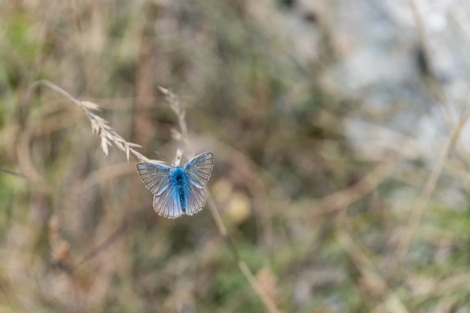 BHete25-08-azure-commun.jpg