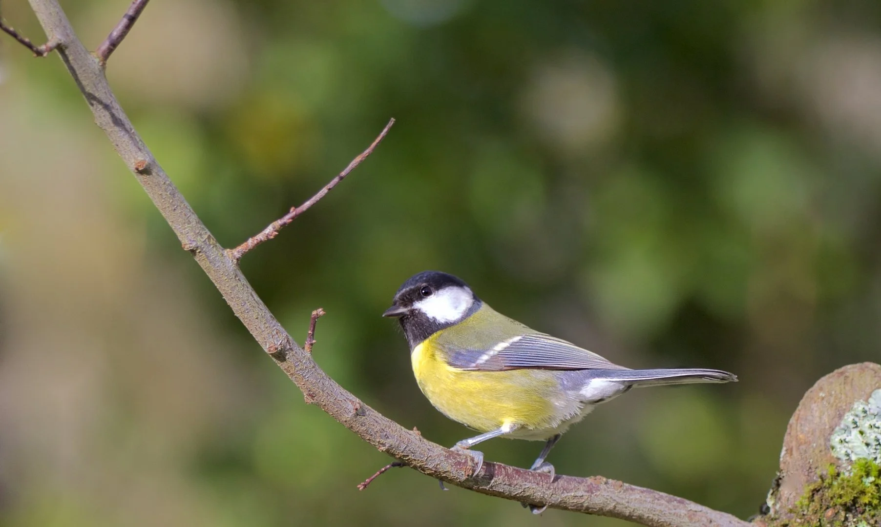 Mésange-charbonnière.jpg