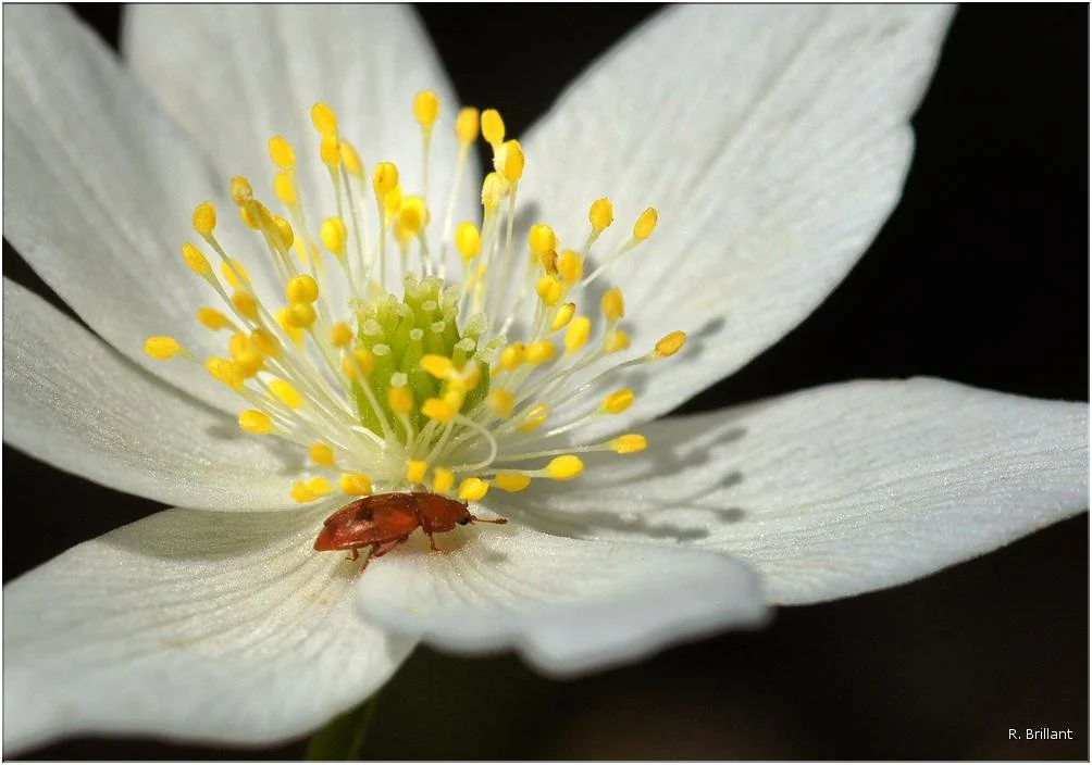 Retour du printemps