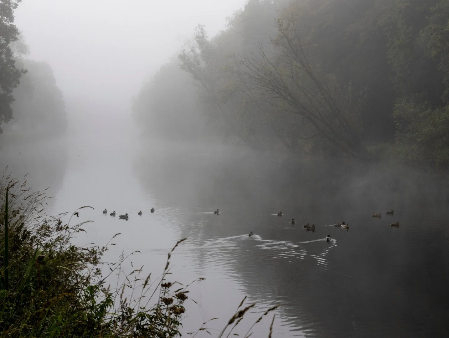 LD-09-23-Canards-dans-la-brume.jpg