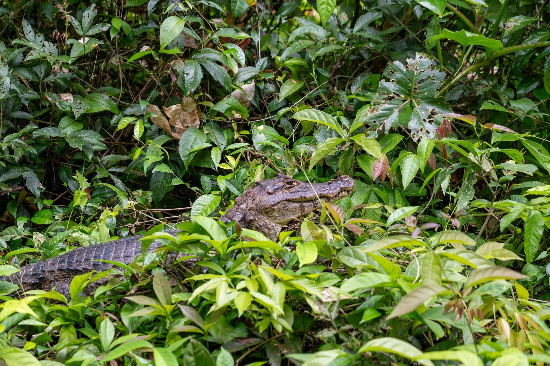 01-04-HM29 Alligator DSC_8847.jpg