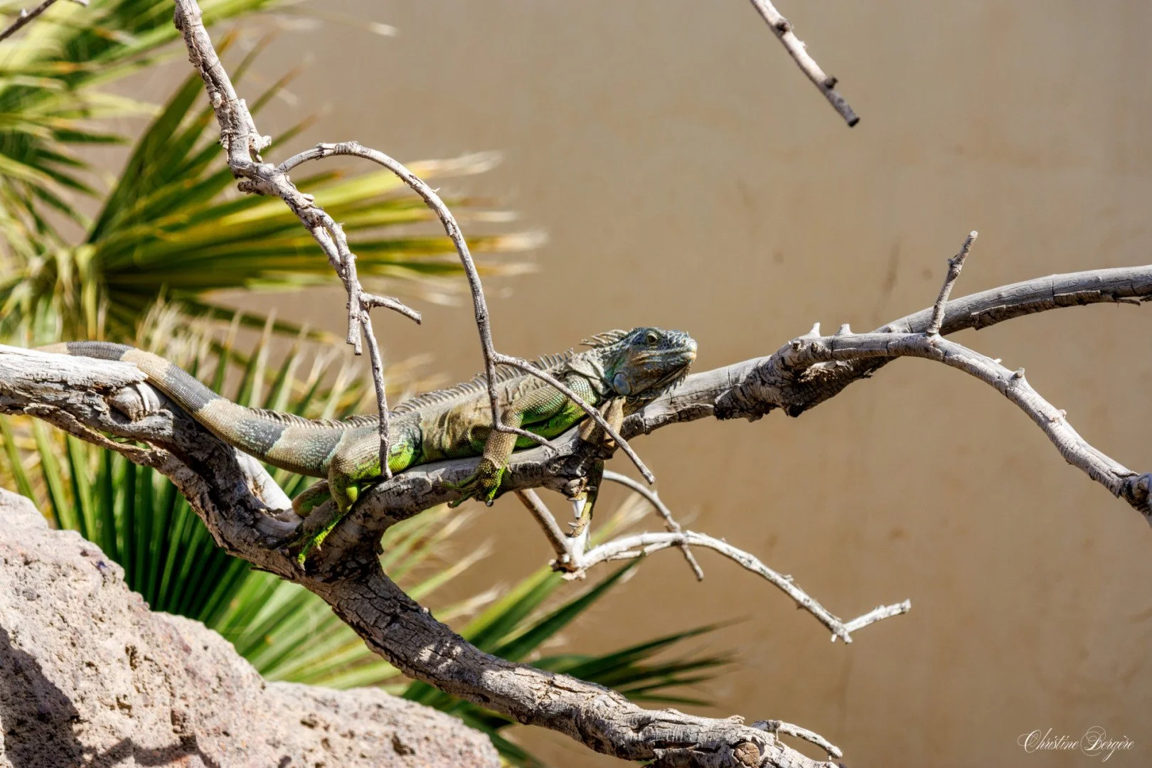 CB-0525-Iguane.jpg